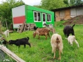 Продавам кози , снимка 5
