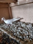 Продавам кускумрийки, снимка 3