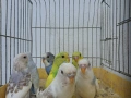 продавам вълнисти папагали, снимка 6