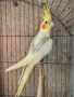 Папагали Корели , снимка 6