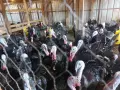 Продавам домашно отглеждани пуйки , снимка 4