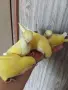 Бебета папагали монах, снимка 2