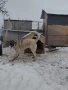кангали мъжки и женска , снимка 4