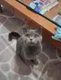 Британска женска котка, снимка 3