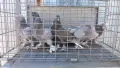 Продавам гълъби Мардини-Турски млади , снимка 3