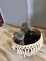 Британски късокосмести, снимка 2