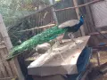 чифт индийски пауни, снимка 2