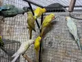 продавам малки алексндри, снимка 4