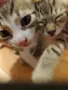 Подаряват се котенца, снимка 2
