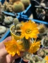 Кактус Chamaecereus Hybrid жълто оранжев цвят много красив цъфтеж, снимка 4