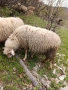 Овца, снимка 5