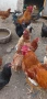 Продавам домашни яйца и прясно краве мляко !!, снимка 2