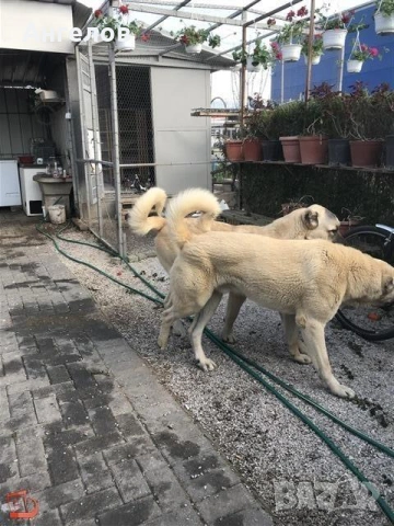 Турски кангал, снимка 2 - Кангал - 54210671