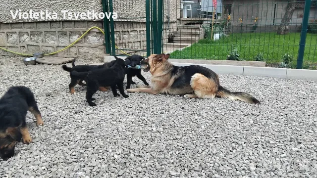 🐶 Продавам прекрасни кученца! 🐶  Търсят своя нов, любящ дом! ❤️  Малки, здрави, игриви, снимка 6 - Немска овчарка - 55397941