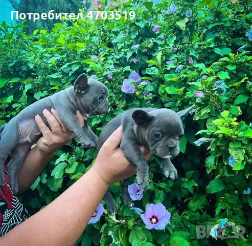 Френски булдог син, снимка 2 - Френски булдог - 55358193