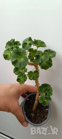 Pelargonium Sutavres Igor , снимка 2 - Стайни растения - 54212700