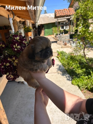 Кученца пекинез, снимка 5 - Пекинез - 54309829