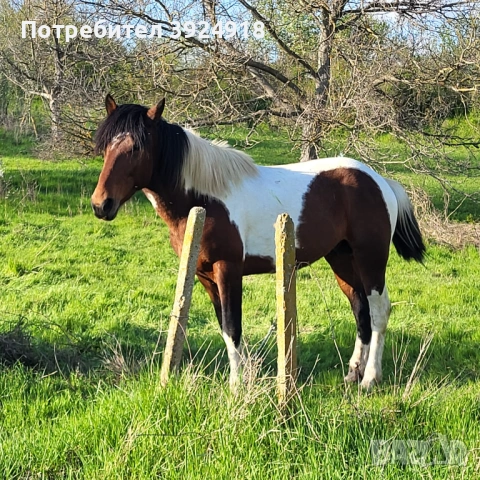 Продавам шарен кон жеребец , снимка 3 - Коне - 52837357