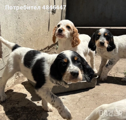 Продавам Английски сетери, снимка 3 - Английски сетери - 54768266