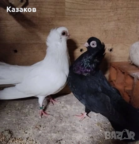 Продавам гълъби, снимка 2 - Гълъби - 54517246