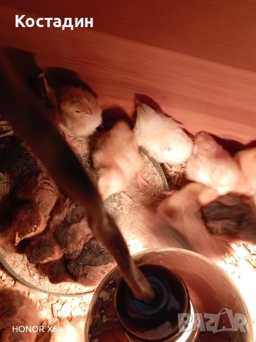 пилета катунски.. червена линия, сребърна линия, нюхемпшир , снимка 7 - Кокошки и пуйки - 54051096