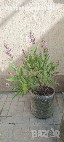 Продавам чашкодрян, салвия, алое ,делосперма