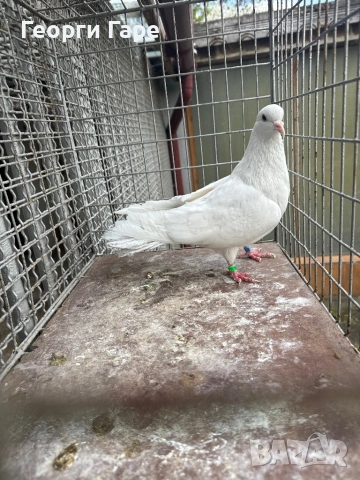 Софийски бенкалия