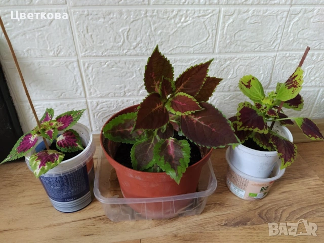 четири различни копривки +отстъпка и подарък