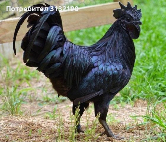 Аям Кемани