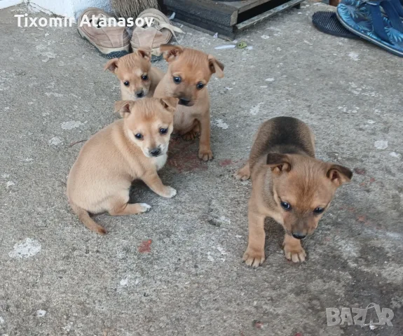 Пинчер         ., снимка 2 - Пинчер - 55669826
