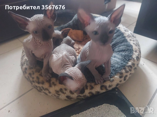 Канадски Сфинкс , снимка 11 - Сфинксове - 54061864