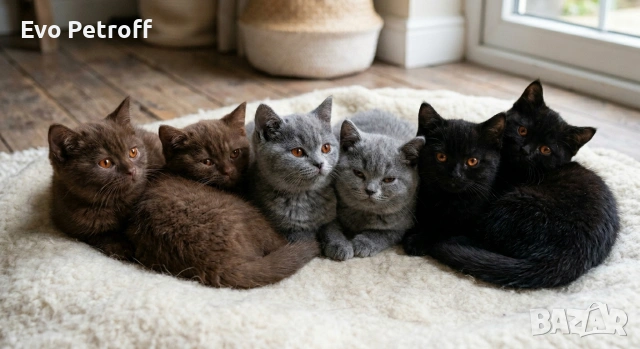 Британска късокосместа / British shorthair