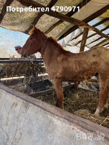 Коне за продан