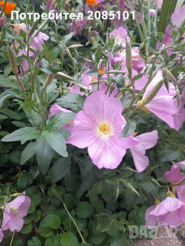 Йонотера розова, Oenothera speciosa