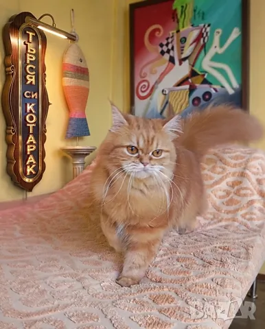 ТЪРСИ СЕ Риж дългокосмест котарак 🐾 , снимка 2 - Търси партньор - 55337479