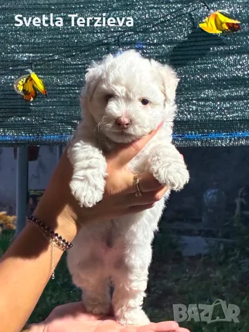 Болонки! 2 момичета и 1 момченце