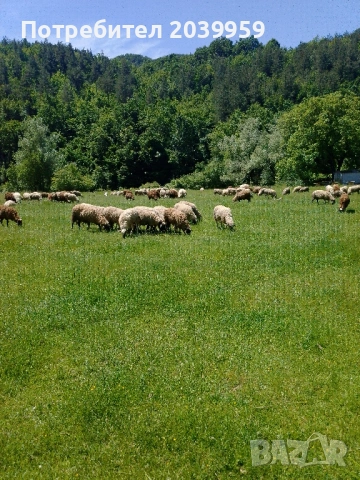 Агнета 20-25 кг и овце, снимка 2 - Овце - 54788043