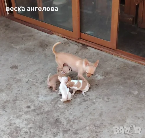 Чаровни мини чихуахуа, снимка 3 - Чихуахуа - 55598256