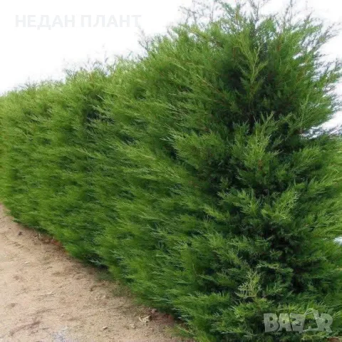 Кипарис Лейланд