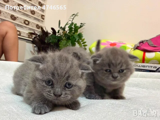 шотландска клепоуха, снимка 12 - Британска късокосместа - 55424238