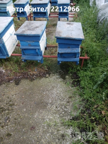 Продавам пчелни отводки с кошер и магазини – 7 рамкови., снимка 2 - За пчели - 54496272