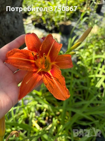 🧡🌿🧡 Хемерокалис (Hemerocallis) , снимка 2 - Градински цветя и растения - 54984612