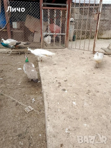 яйца от пауни , снимка 10 - други­ - 54164995