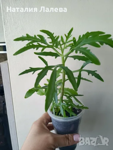 Каланхое еленови рога, kalanchoe laciniata, снимка 2 - Стайни растения - 55440511