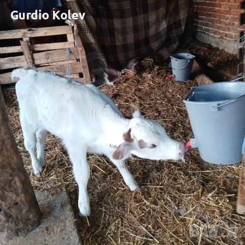 Телета , снимка 2 - Крави - 54296409