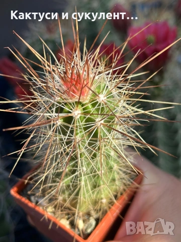 Кактус Echinocereus SP. 