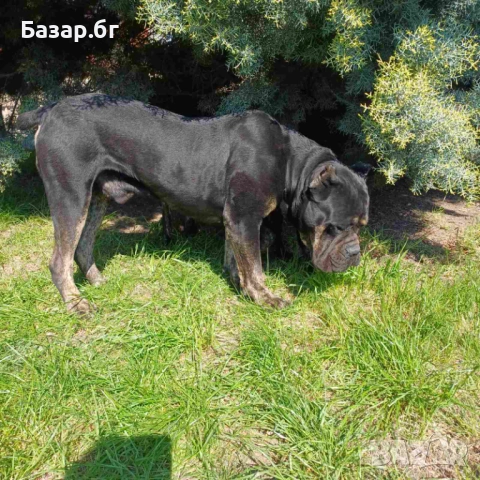 Кане Корсо за разплод , снимка 4 - Кане корсо - 37762766