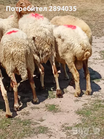 овце и коч аваси , снимка 5 - Овце - 55535485