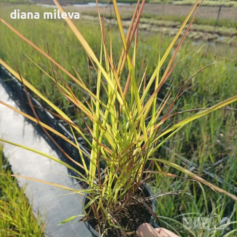 Мискантус Пурпурасценс, Miscanthus sinensis 'Purpurascens' студоустойчива, декоративна трева!!!, снимка 9 - Градински цветя и растения - 55420080