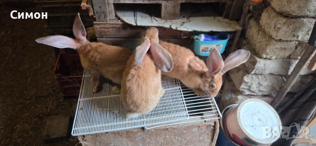 Зайци великани и кочовати 